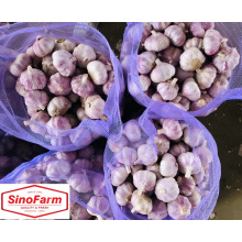 Hot sale Chinese fresh white garlic normal white in bulk mesh bag and carton alho ajo with wholesale garlic price from China
